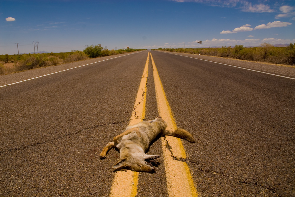 roadkill